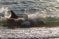 Orcas - Punta Norte, Angriffskanal - Bild5