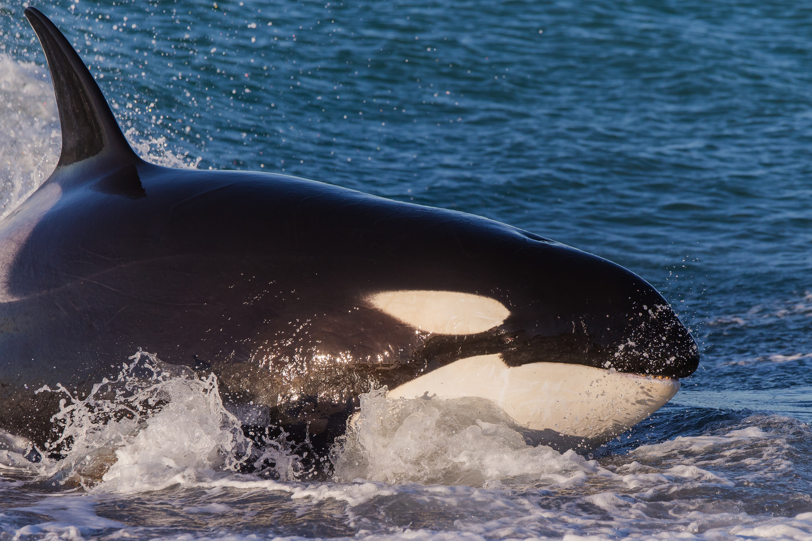 Orcas - Punta Norte, Angriffskanal - Bild6