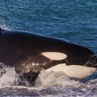 Orcas - Punta Norte, Angriffskanal - Bild6