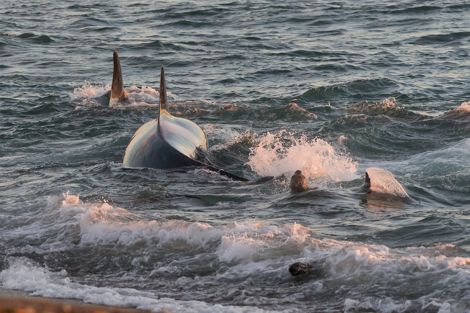 Orcas - Punta Norte, Angriffskanal - Bild7