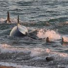 Orcas - Punta Norte, Angriffskanal - Bild7