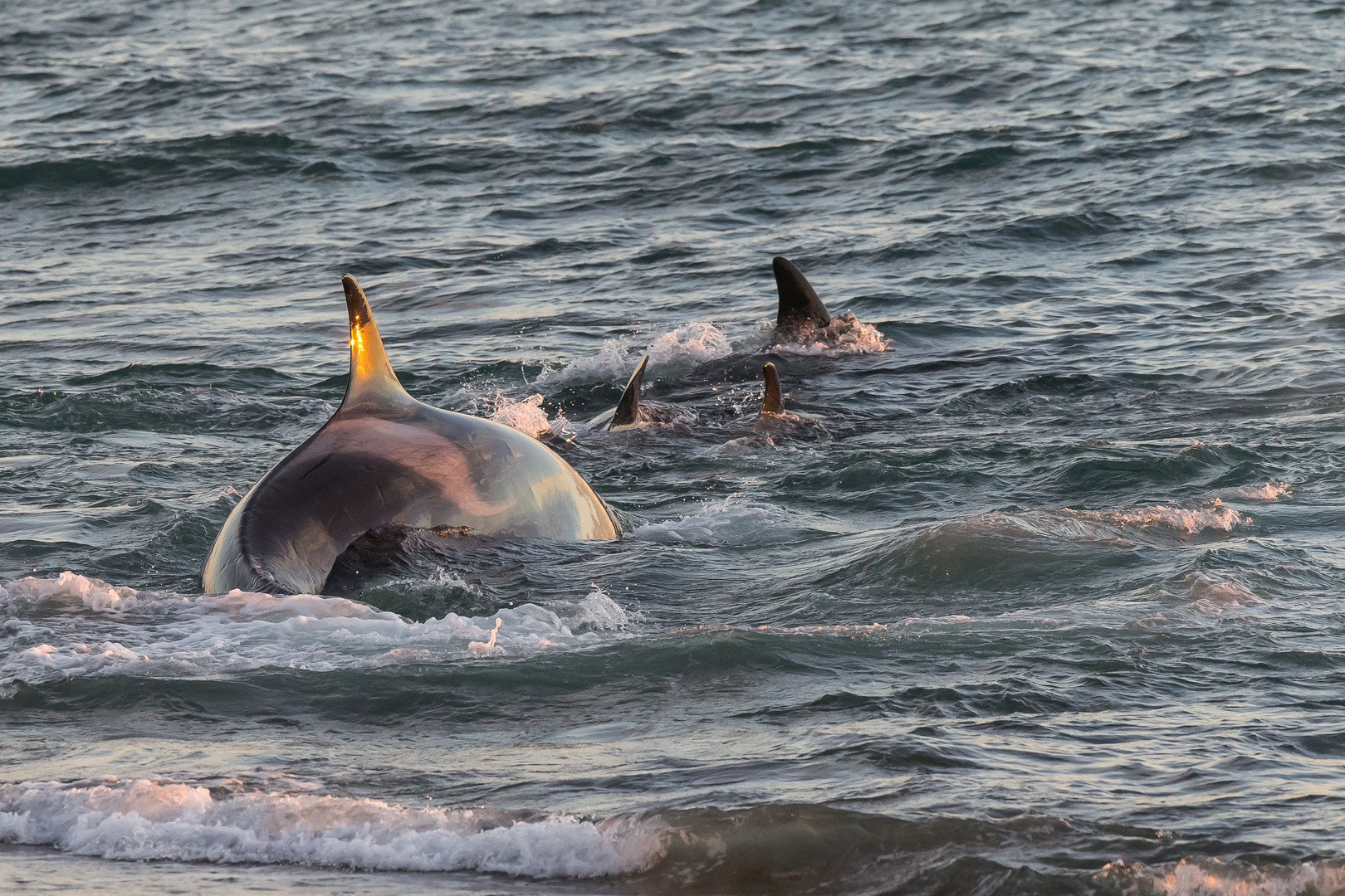 Orcas - Punta Norte, Angriffskanal - Bild8