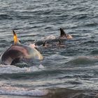 Orcas - Punta Norte, Angriffskanal - Bild8