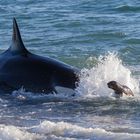 Orcas - Punta Norte, Angriffskanal - Bild9