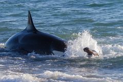 Orcas - Punta Norte, Angriffskanal - Bild9