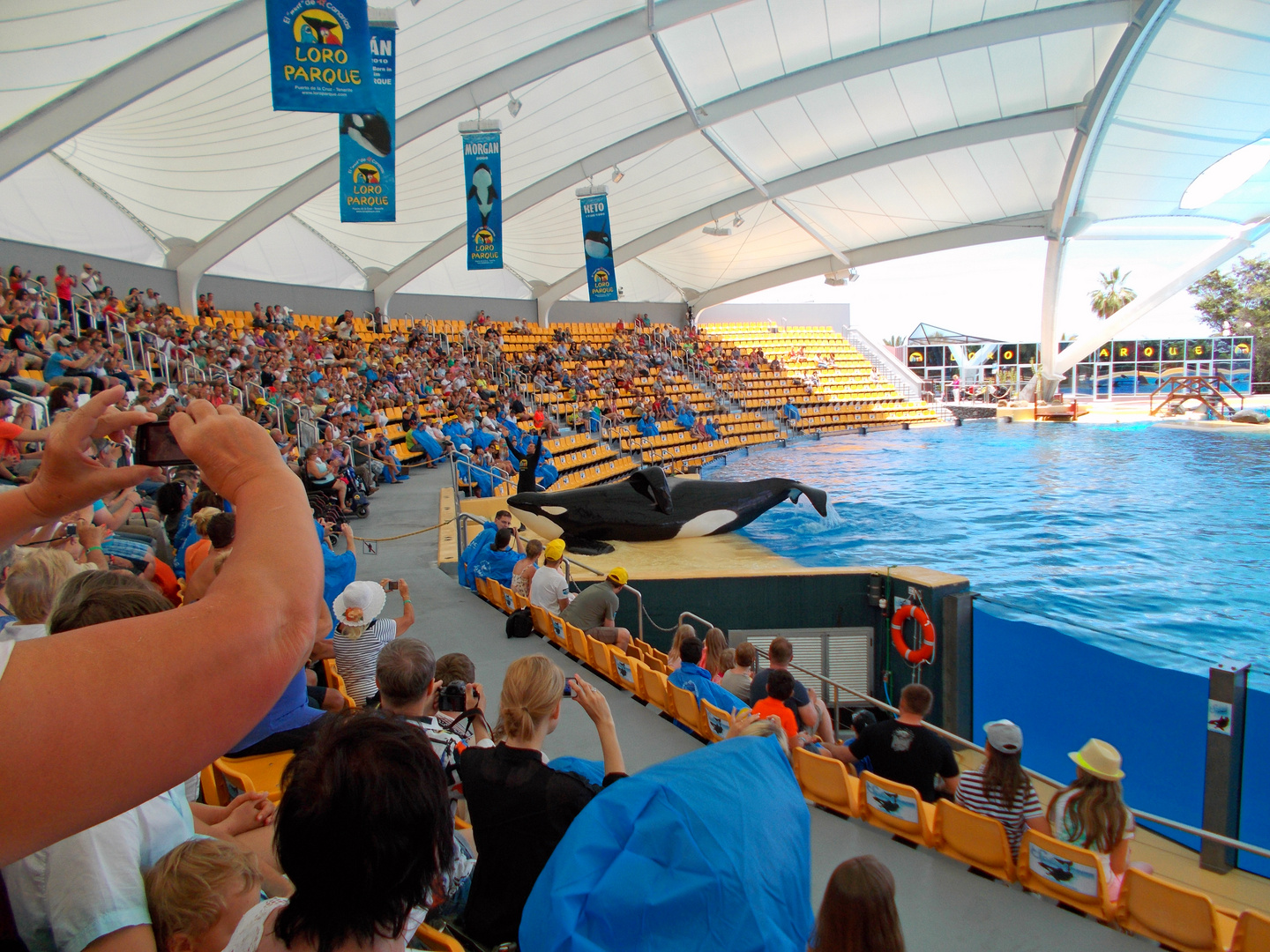 Orcas show