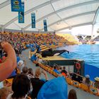 Orcas show