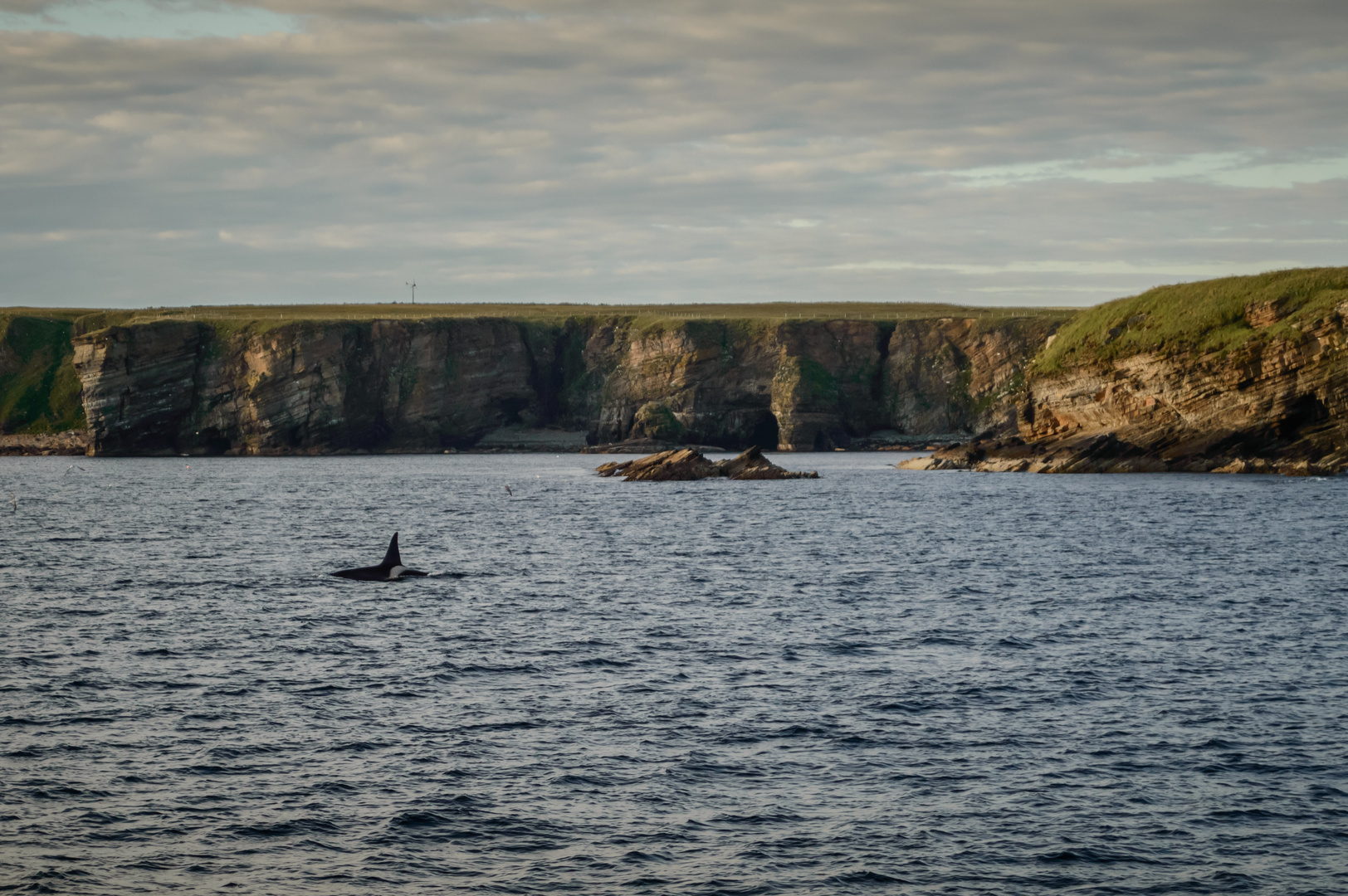 Orca's vor den Orkney Inseln