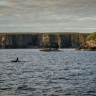 Orca's vor den Orkney Inseln