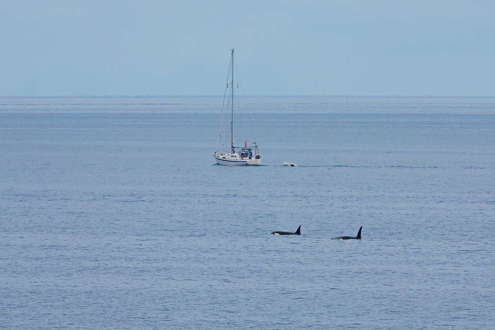 Orcas vor Moskenes auf den Lofoten