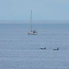 Orcas vor Moskenes auf den Lofoten