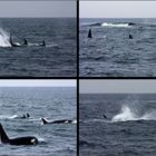 Orcas vor Tofino