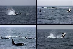 Orcas vor Tofino