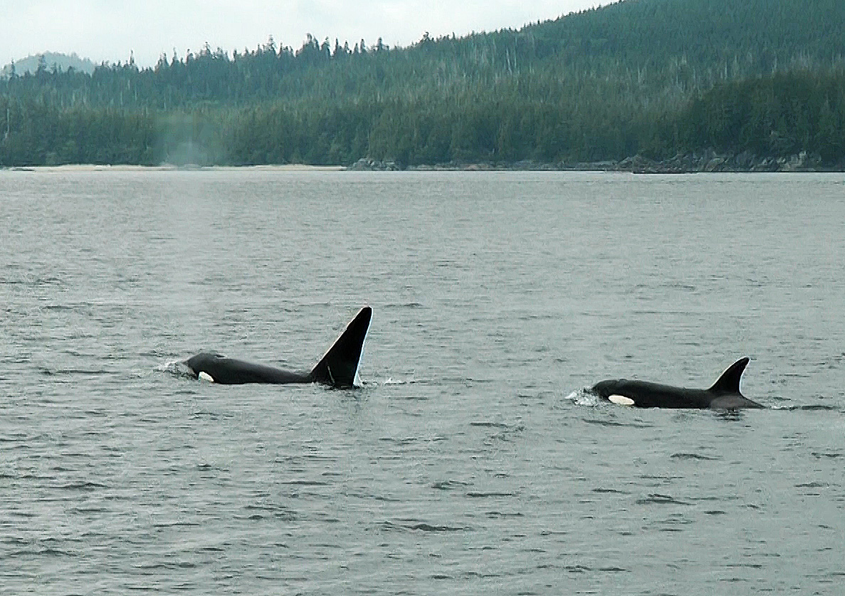 Orcas vor Tofino