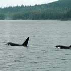 Orcas vor Tofino