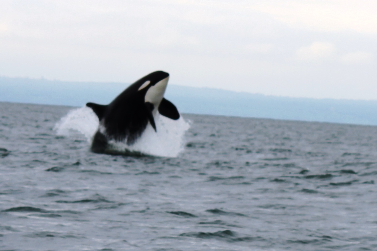 Orcas vor Vancouver