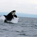 Orcas vor Vancouver