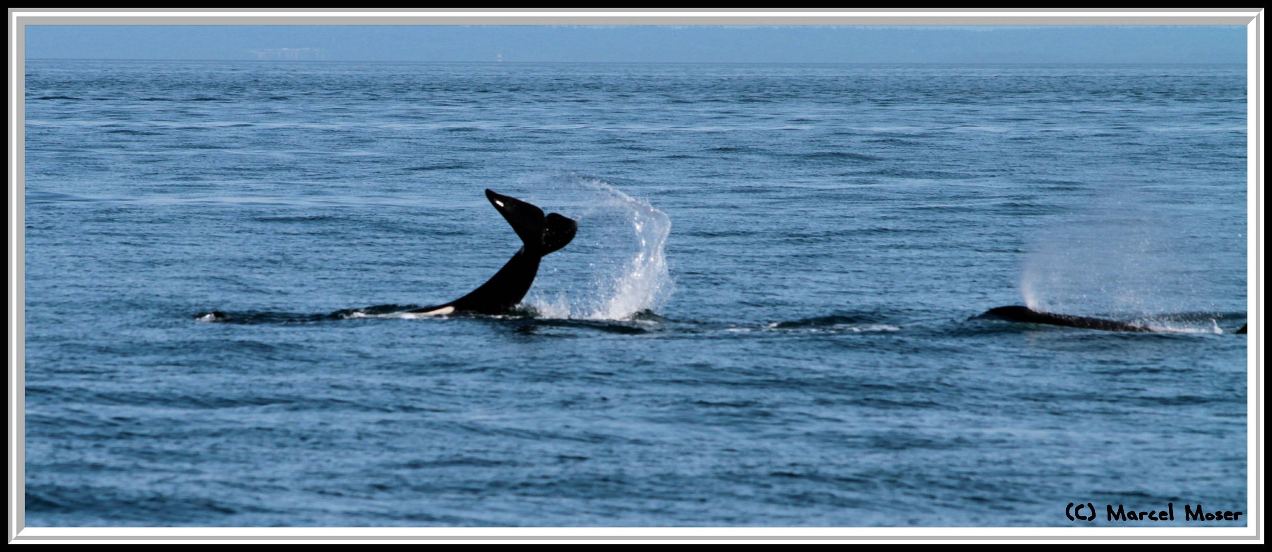 Orcas vor Vancouver Island