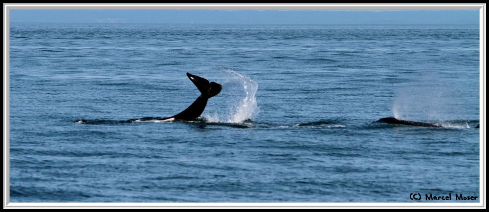 Orcas vor Vancouver Island