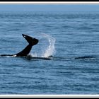 Orcas vor Vancouver Island