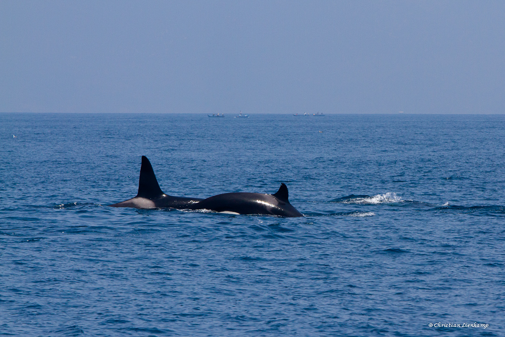 Orcas warten auf Thunfisch