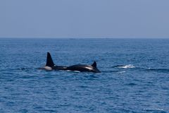 Orcas warten auf Thunfisch