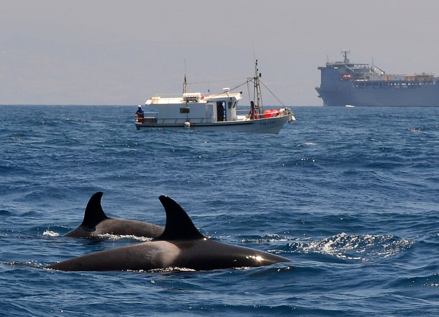 Orcas - wildlife