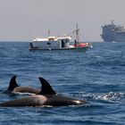 Orcas - wildlife