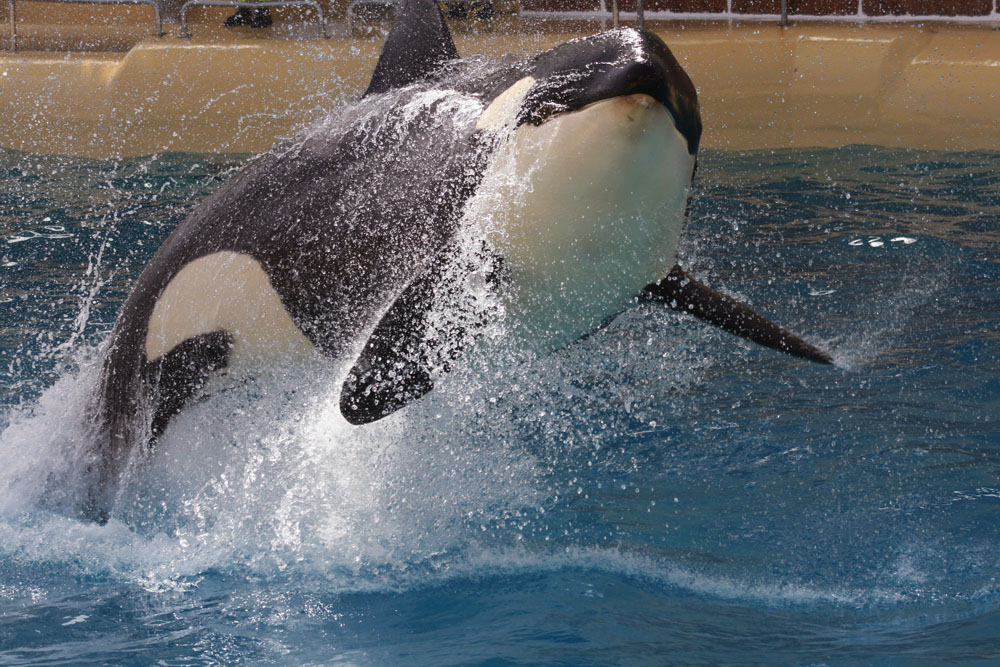 Orcashow im Loro Parque, Teneriffa