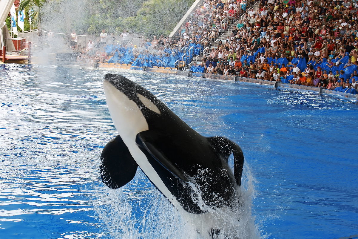 Orcawal Loro Parque Teneriffa