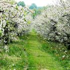 Orchard in May