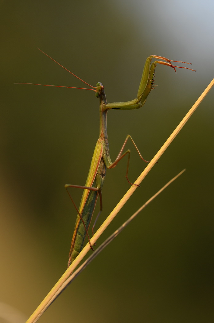 Orchestral director