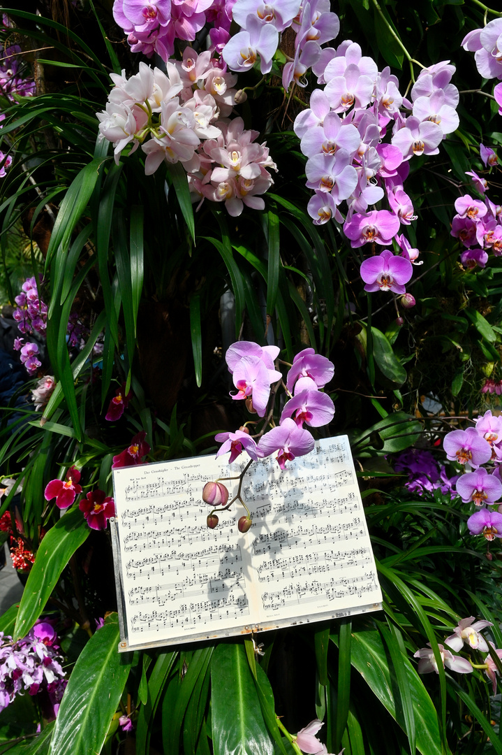 Orchiastische  Noten