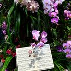 Orchiastische  Noten