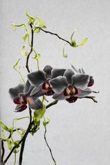 Orchibirds