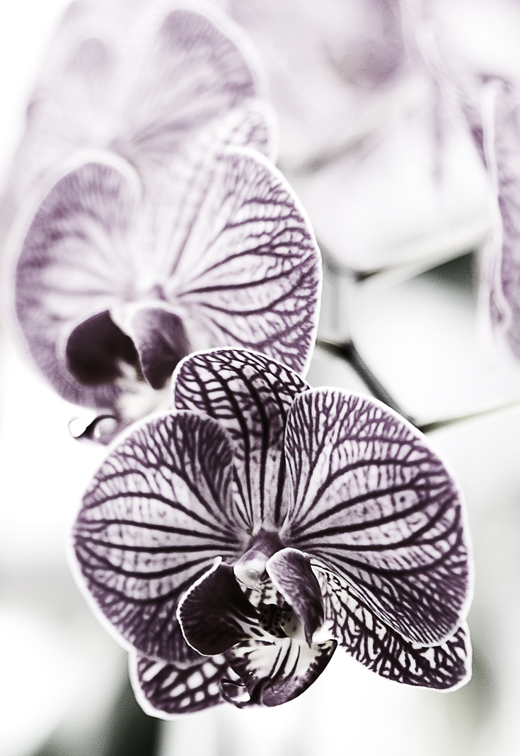 orchid