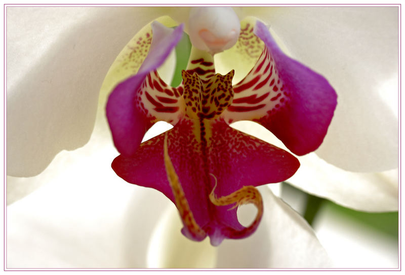 Orchid