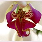 Orchid