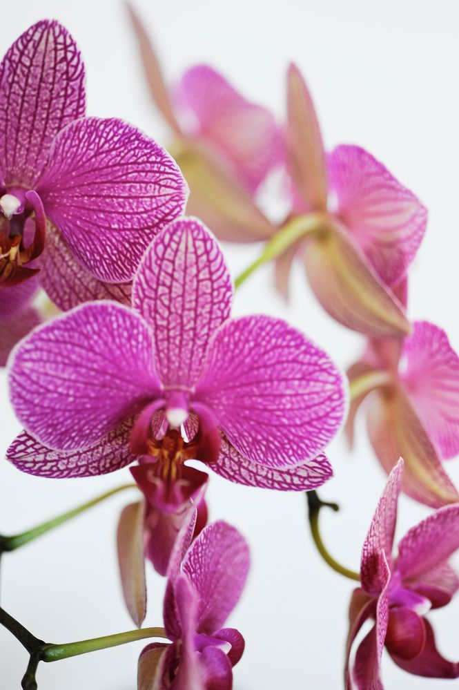 Orchid