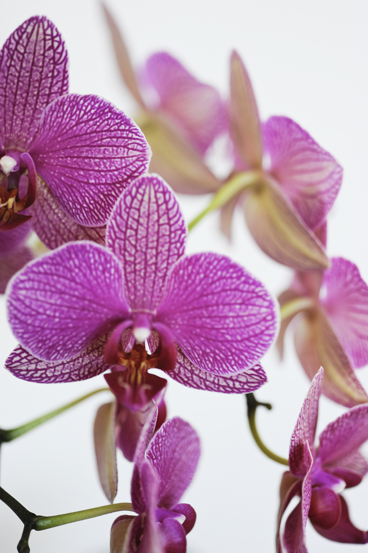 Orchid