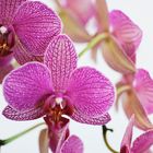 Orchid