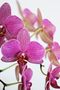 Orchid von bluebird1305 