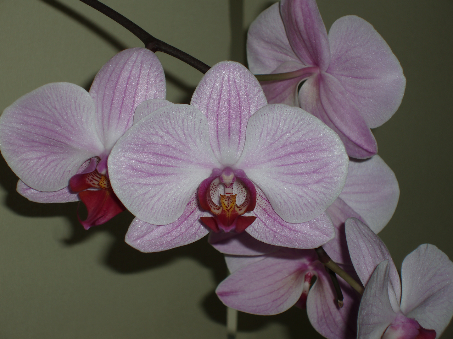 ORCHID-1