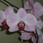 ORCHID-1