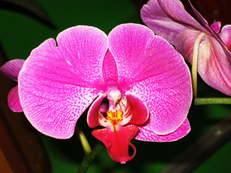 orchid-1