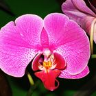 orchid-1