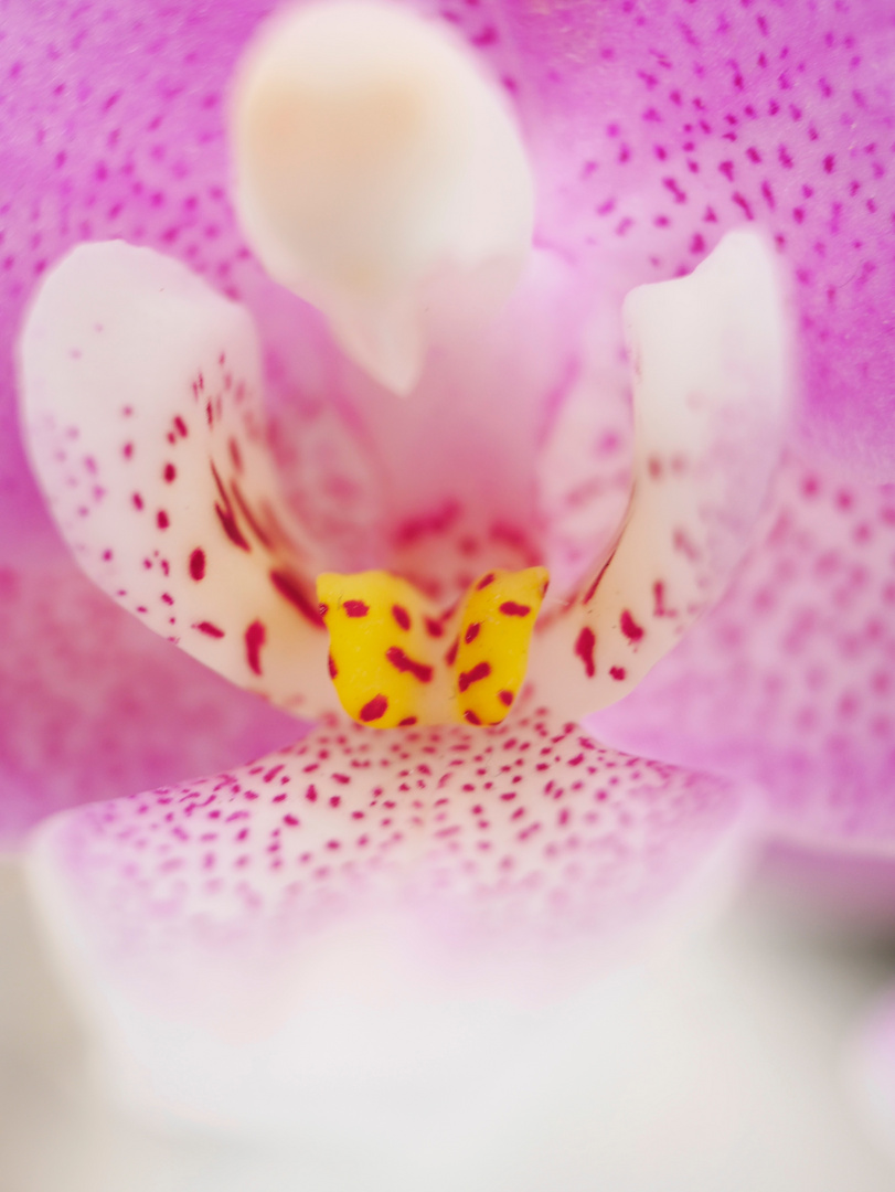 Orchid 1