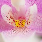 Orchid 1