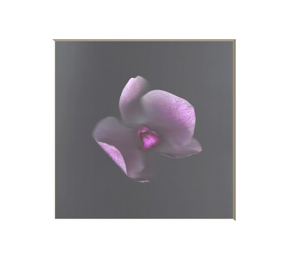 Orchid #1