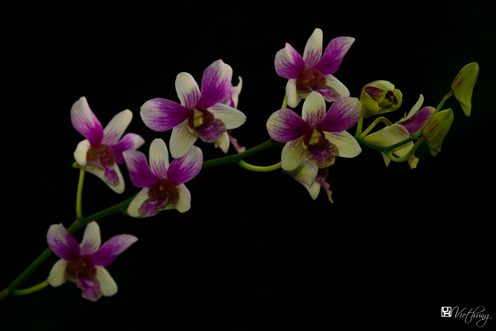 Orchid #10